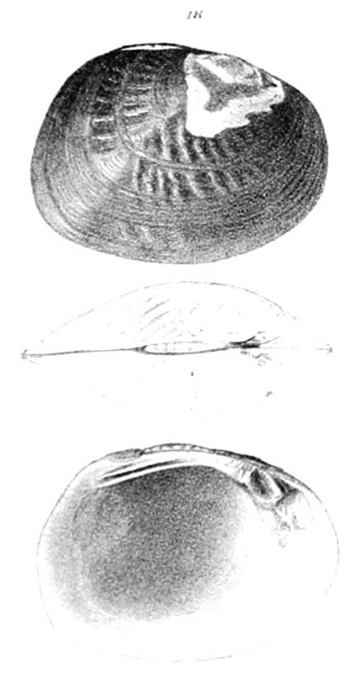 specimen image from publication