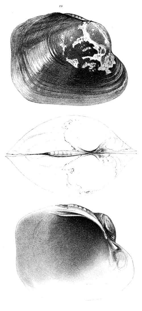 specimen image from publication