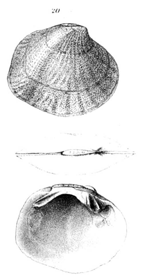 specimen image from publication