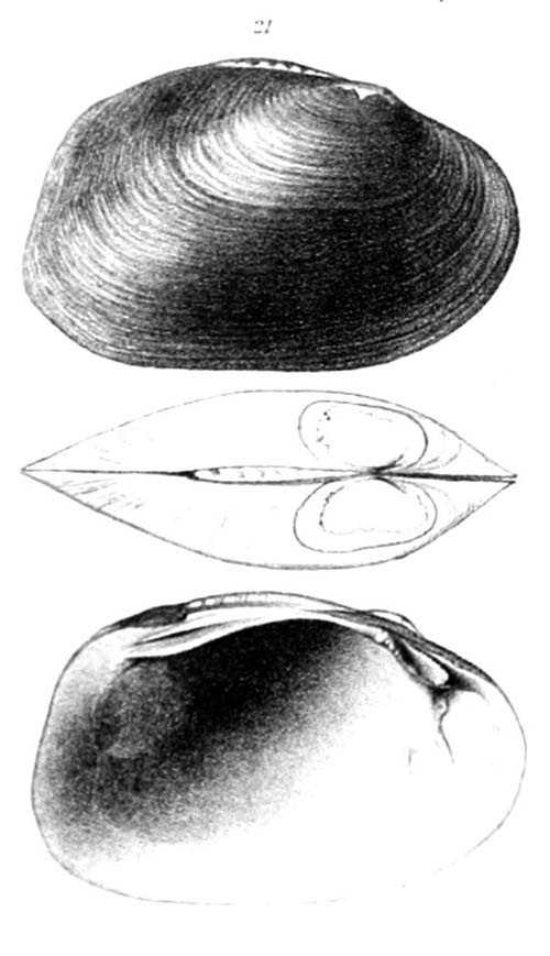 specimen image from publication