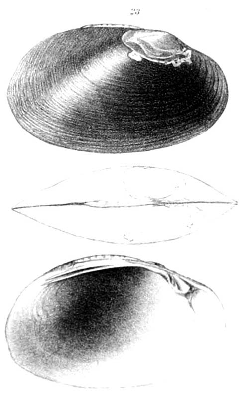 specimen image from publication