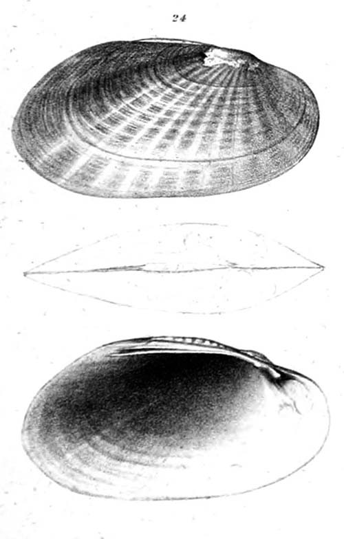 specimen image from publication