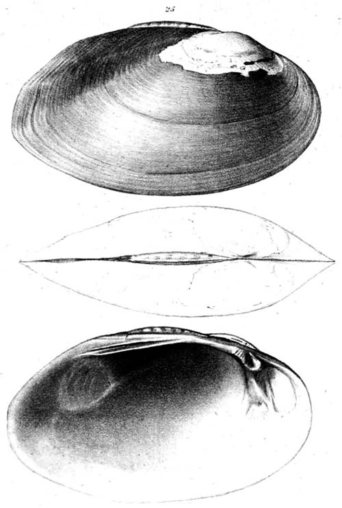specimen image from publication