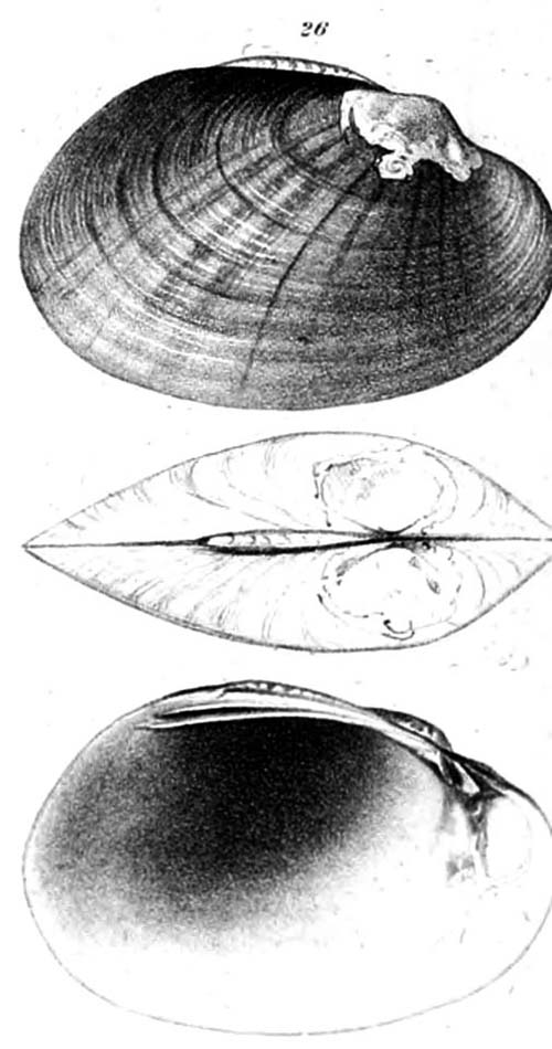 specimen image from publication