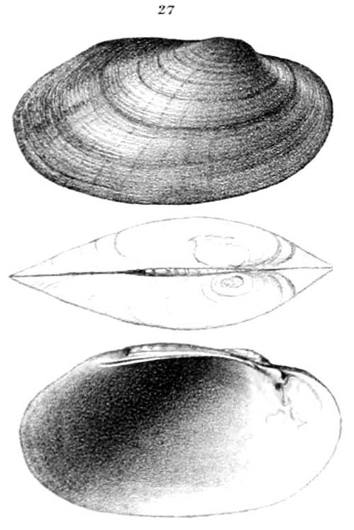 specimen image from publication