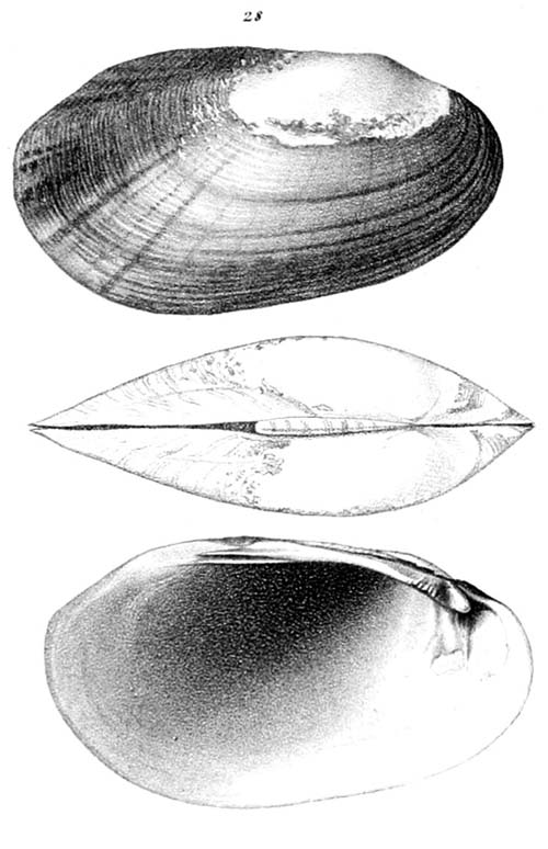 specimen image from publication