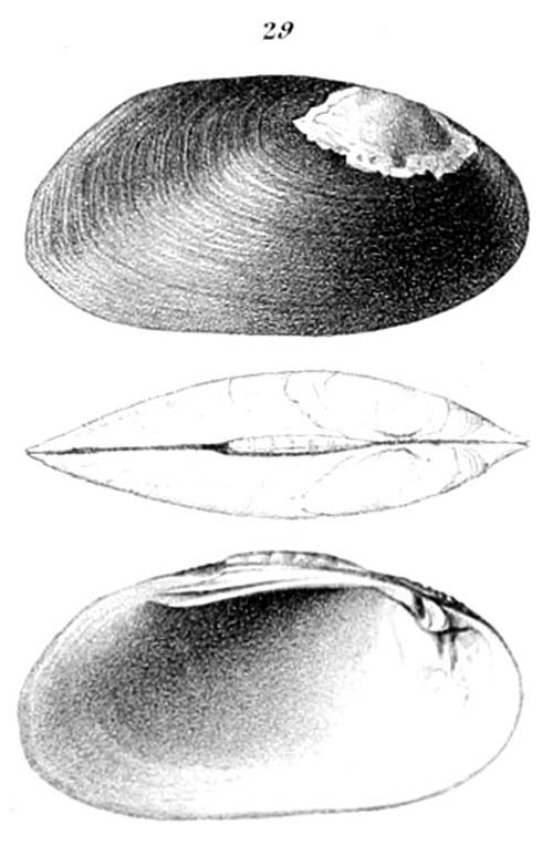 specimen image from publication