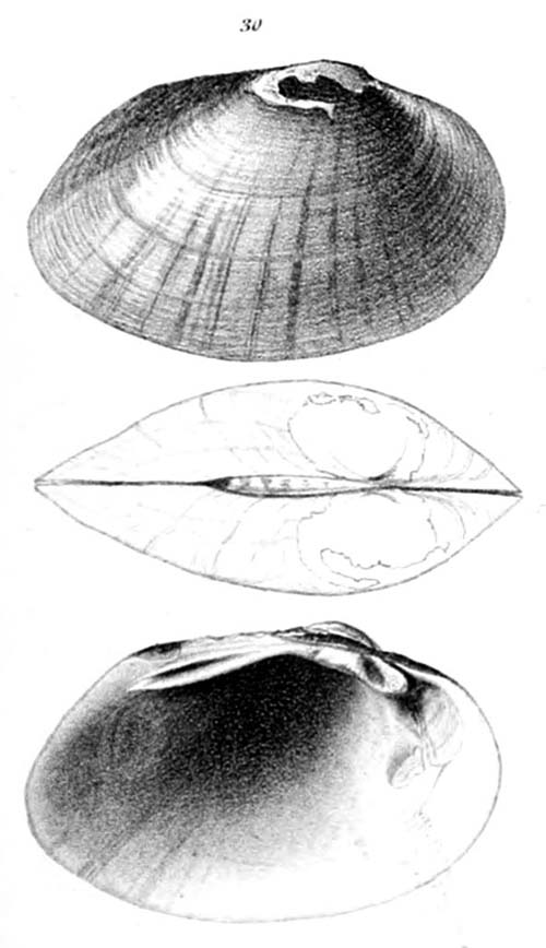 specimen image from publication