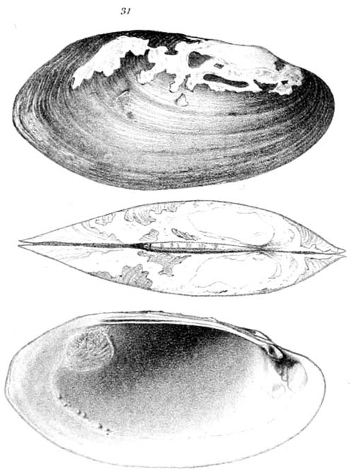 specimen image from publication