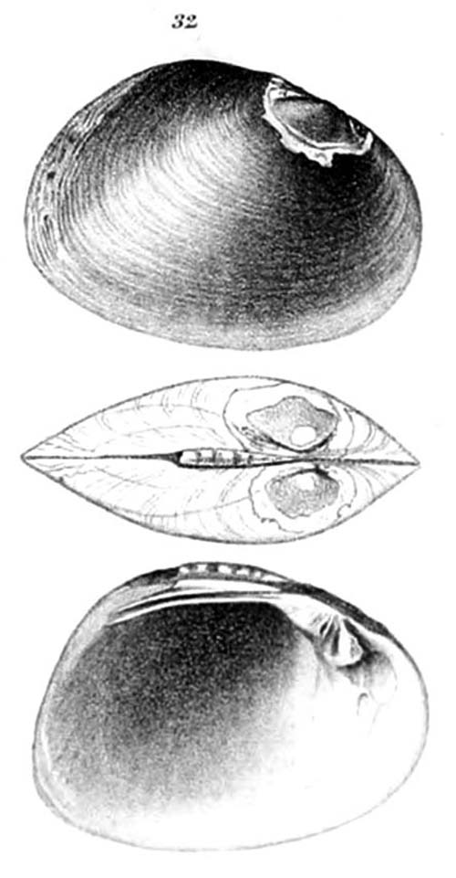 specimen image from publication