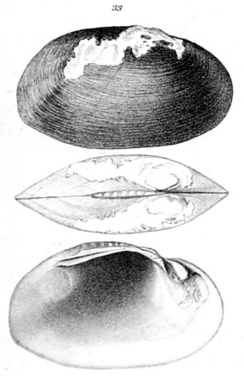 specimen image from publication