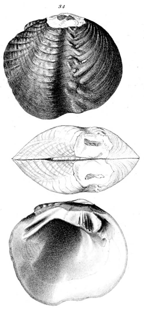 specimen image from publication