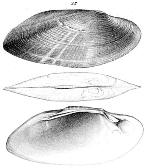 specimen image from publication