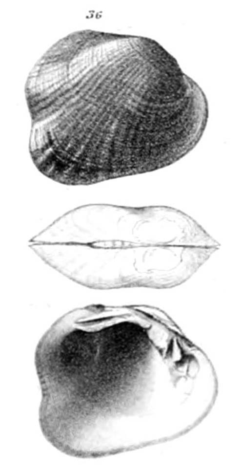 specimen image from publication