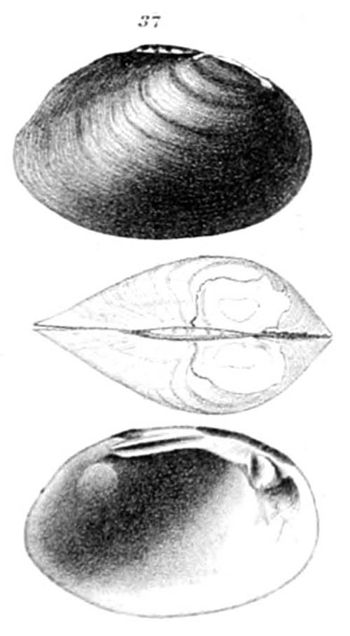 specimen image from publication