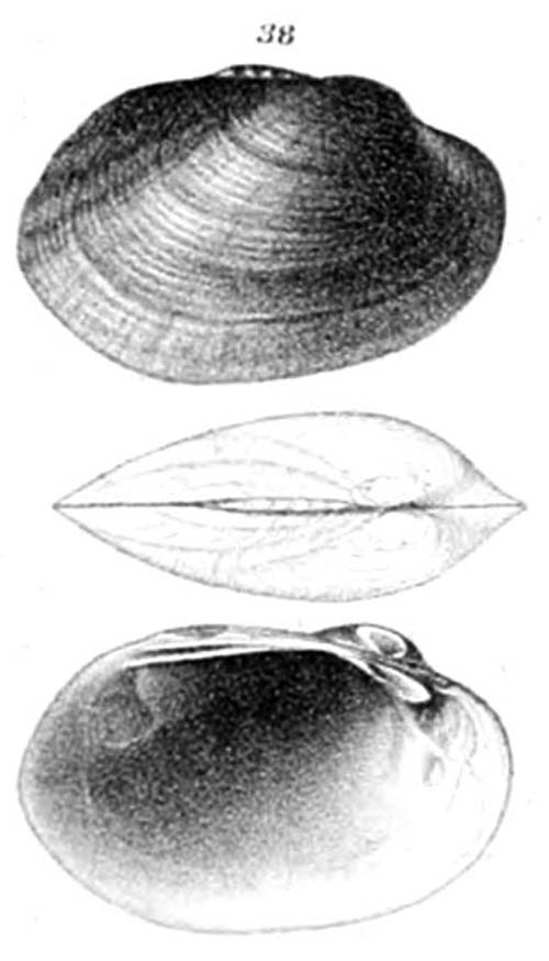 specimen image from publication