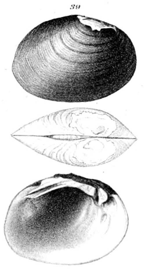 specimen image from publication