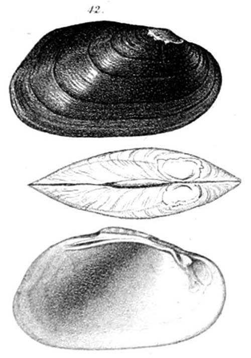 specimen image from publication