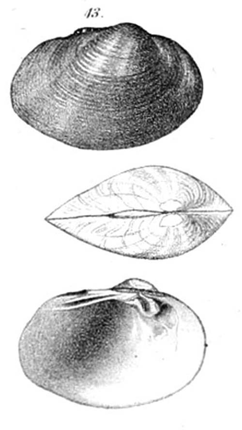 specimen image from publication