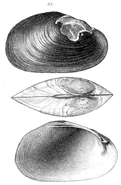 specimen image from publication