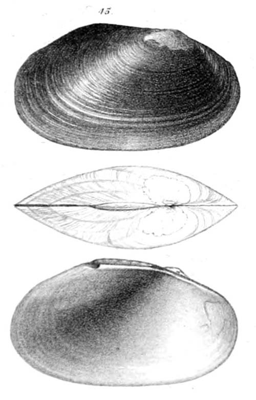 specimen image from publication