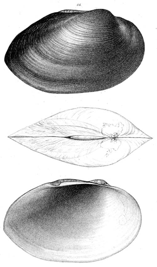 specimen image from publication
