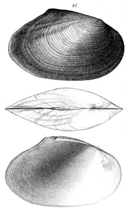 specimen image from publication