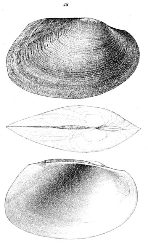 specimen image from publication