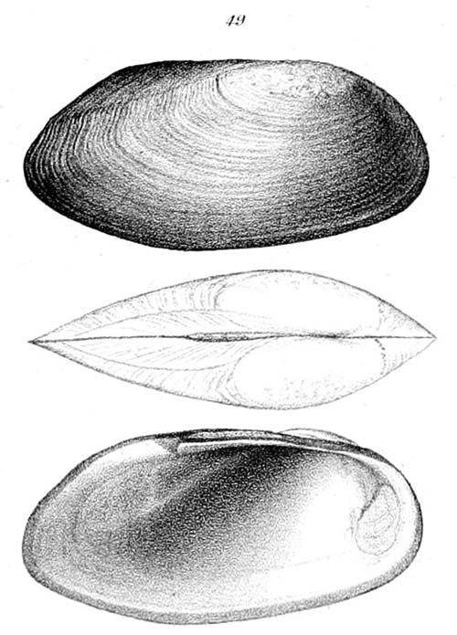 specimen image from publication