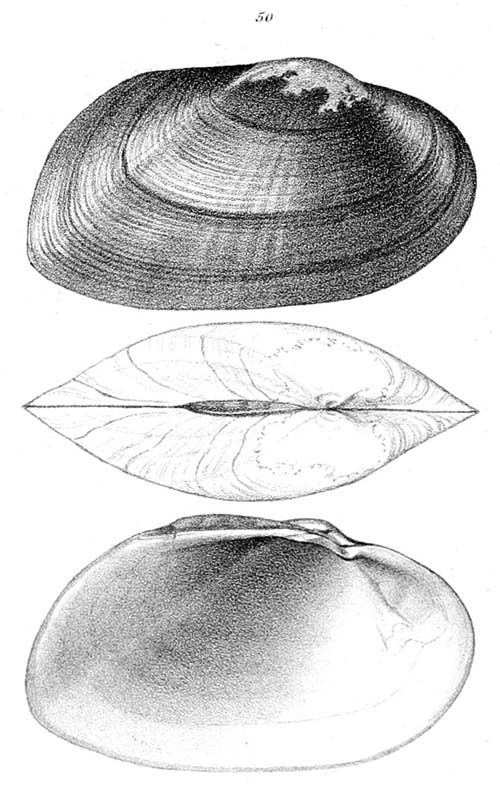 specimen image from publication
