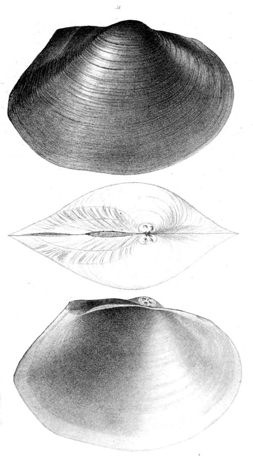 specimen image from publication