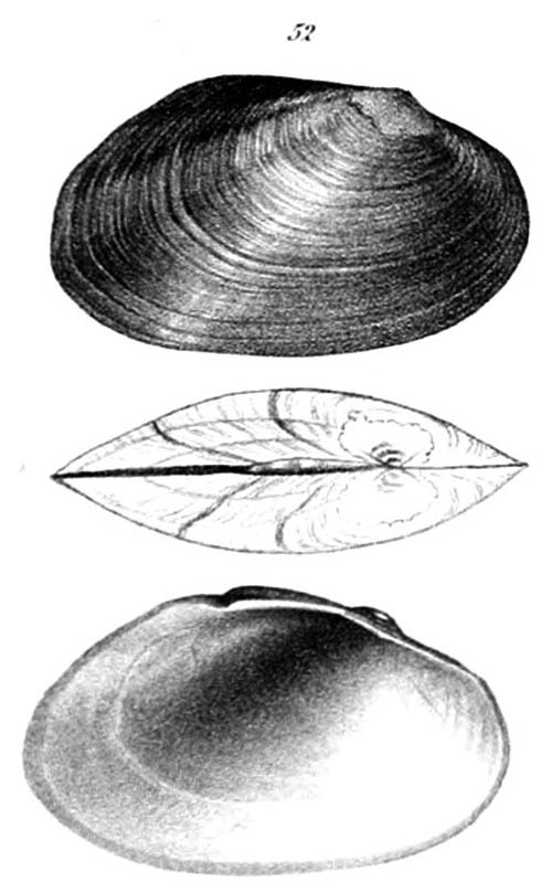 specimen image from publication