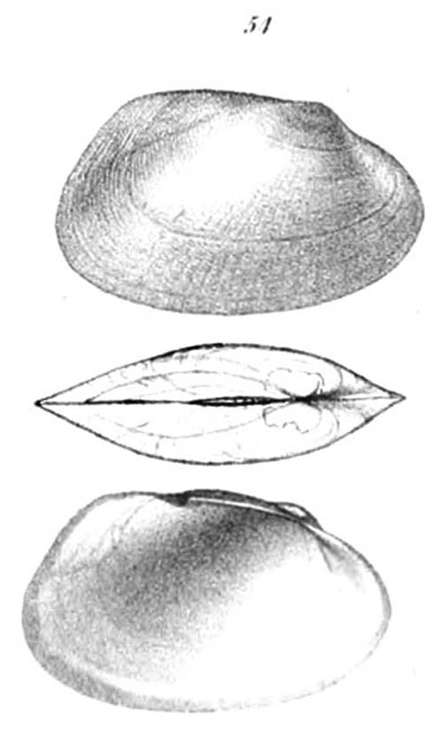 specimen image from publication