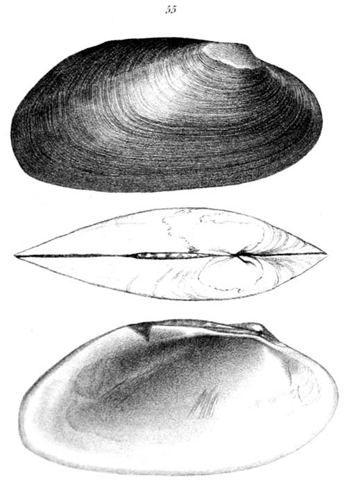 specimen image from publication