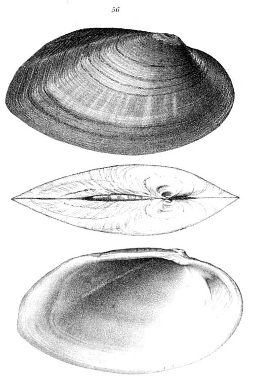 specimen image from publication