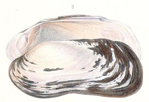 specimen image from publication