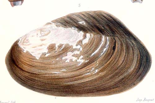 specimen image from publication