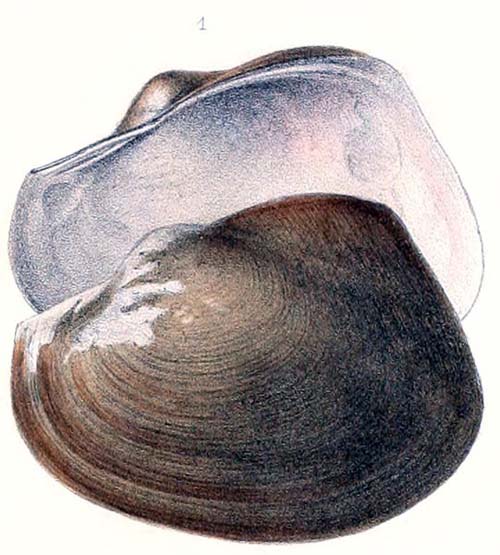 specimen image from publication