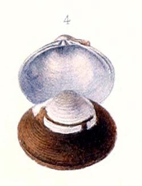 specimen image from publication