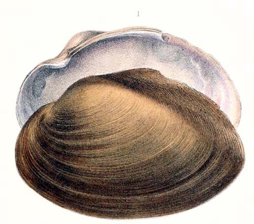 specimen image from publication