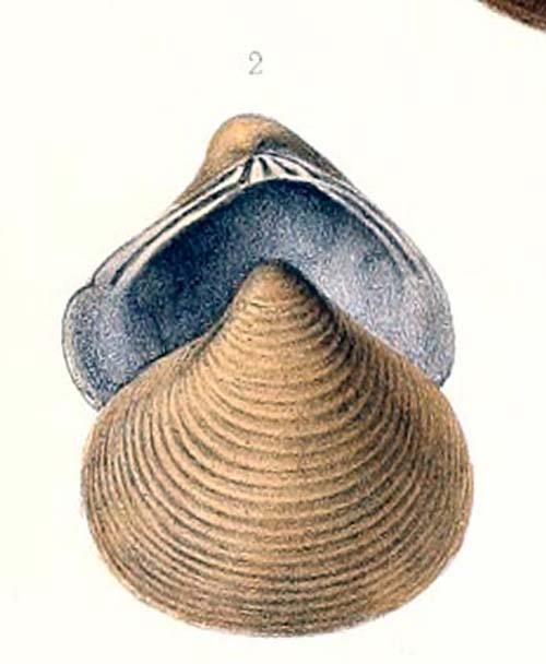 specimen image from publication