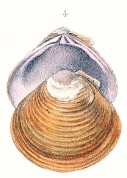 specimen image from publication