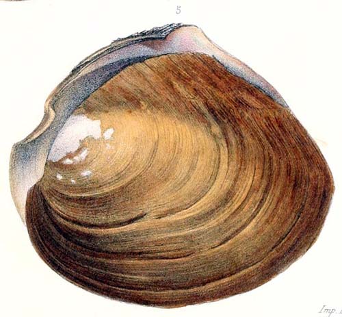 specimen image from publication