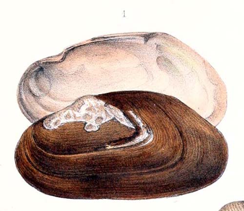 specimen image from publication