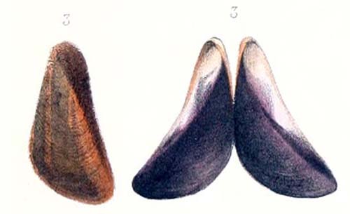 specimen image from publication