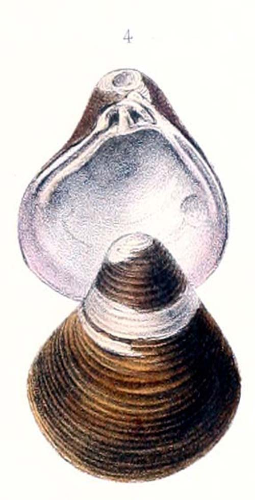 specimen image from publication