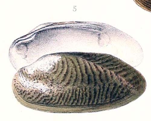 specimen image from publication