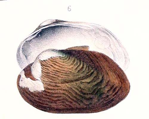 specimen image from publication