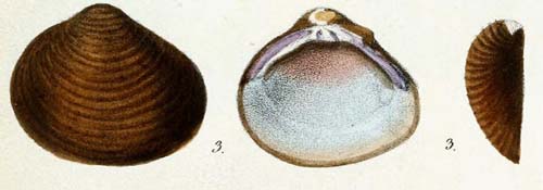 specimen image from publication