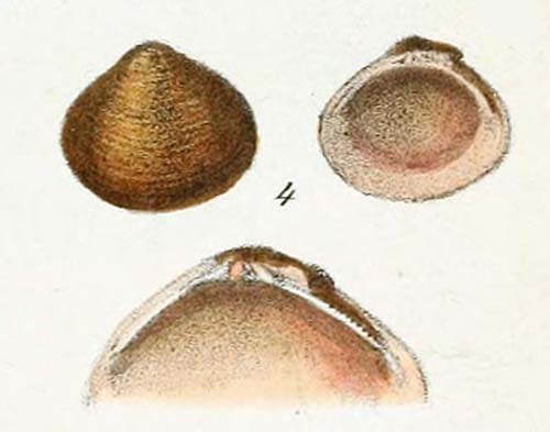 specimen image from publication